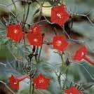 HIBISCUS tiliaceus Kuituhibiskus 0100417 Harvinainen ja erikoinen kasvi, jolla on isot, puolikerrannaiset, keltaiset kukat ja herttamaiset, nukkaiset lehdet.