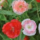 Kukkapenkkiin tai kukkaniitylle. 45 4-5, 9-10 6-8 1000 siem Exotic Garden uettelo 2018 PAPAVER rhoeas 0800565 Silkkiunikko Shirley Double Kerrannainen lajike.