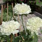 80 4-5, 9-10 7-8 300 siem PAPAVER somniferum 0800104 Oopiumiunikko Sissinghurst White Uutuus 2018. Isot ja kauniit, hennot, valkoiset kukat.