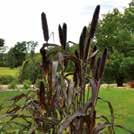 Exotic Garden luettelo 2018 Yksivuotiset kukat 0800 99 PENNISETUM glaucum 0800937 Helmisulkahirssi F1 Purple