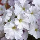 Yksivuotiset kukat 0800 PETUNIA hybrida 0800472 Riippapetunia F1 Easy Wave White Erittäin runsaskukkainen petunia, jonka 50 75 cm pitkät varret