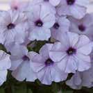 Exotic Garden uettelo 2018 PETUNIA hybrida 0800469 Riippapetunia F1 Easy Wave Silver Erittäin runsaskukkainen petunia, jonka 50 75 cm pitkät varret