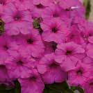 15-30 15-30 Y 5-10 10 pilleröityä siementä PETUNIA hybrida 0800939 Riippapetunia F1 Easy Wave Neon Rose Erittäin runsaskukkainen petunia, jonka 50