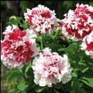 puppuranruusunpunaiset, ja niissä on valkoinen reunus. Isot kukat, voimakkaat kontrastit ja tiivis kasvutapa.