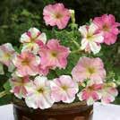 50 siem 10-20 30 Y 5-10 Hinta 6,95 50 siem 10-20 30 Y 5-10 Hinta 6,95 35 siem 10-20 30 Y 5-10 Hinta 8,35 PETUNIA hybrida grandiflora