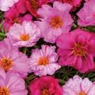 30 7-10 Hinta 2,15 Helppo kasvattaa 0800790 Poikkeuksellisen kaunis kasvi, jonka pitkät, harjamaiset, tumman ruusunpunaiset kukat ovat hopeanhohtoiset.