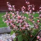 Aikainen, matala salvia, jonka kukat ovat samettimaisen lilat. Tiivis, hyvin haarova kasvutapa. Helppo kasvattaa ja kukkii runsaasti.