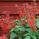 UUTUUS 2018 25 siem 10-30 30 7-10 SALVIA coccinea 0800951 Punasalvia Summer Jewel Pink Tummissa varsissa vaalean lohenpunaiset kukat.