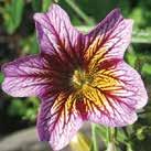 1 60 7-10 40 siem 40 6-10 7-10 taim. 70-80 6-10 Hinta 4,50 SALPIGLOSSIS sinuata 0800374 Torvikukka F1 Chocolate Royale Hieno uutuusjaloste.