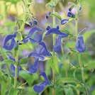 104 Yksivuotiset kukat 0800 Exotic Garden uettelo 2018 SALVIA patens Sinisalvia Oxford Blue 0800129 Suositun sinisalvian erittäin isokukkainen