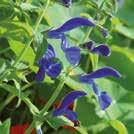 Viihtyy myös puolivarjoisilla ja kosteilla paikoilla. SALVIA patens Sinisalvia 0800115 RHS.