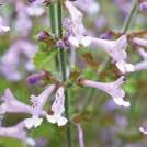 SALVIA scabra Kapinsalvia Saffina 0800131 Tavallisuudesta poikkeava koristesalvia. Pensasmaiset, haarovat taimet.