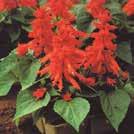 25 siem 10-30 70 Y 7-9 40 siem 10-30 60 7-9 25 siem 10-30 50 Y-M 6-9 Helppo kasvattaa SALVIA splendens Tulisalvia Scarlet Piccolo 0800116