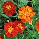 60 siem 30 6-10 TAGETES linnaeus 0800981 Ryhmäsamettikukka Burning Embers Kulttuuriperintölajike 1920-luvulta.