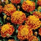 Aikainen. TAGETES patula x erecta 0800211 Ryhmä- ja isosamettikukan risteymä Puolikorkea isosamettikukan ja ryhmäsamettikukan risteymä.