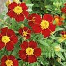 30 siem 25 6-10 TAGETES tenuifolia 0800454 Kääpiösamettikukka Orange Gem Amppeliin tai pensasaidaksi.