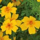 Tiivis ja haarova kasvutapa.  30 siem 20 Y 6-10 TAGETES patula nana 0800613 Ryhmäsamettikukka Favourite Red Fleuroselect-laatua.