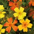Sopii kukkalaatikkoon ja penkkiin. 70 siem 25 6-10 TAGETES tenuifolia 0800130 Kääpiösamettikukka Golden Gem Fleuroselect-laatua.