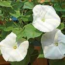 Exotic Garden luettelo 2018 Huonekasvit 0100 9 IPOMOEA tricolor Päivänsini Pearly Gates 0100143 Köynnöskasvi, jolla on isot, kermankeltaiset kukat.