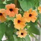 Yksivuotiset kukat 0800 THUNBERGIA alata 0800832 Mustasilmäsusanna African Sunset Köynnöskasvi, jonka kukat ovat halkaisijaltaan 2 3 cm.