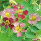 200 6-9 Hinta 4,50 TROPAEOLUM majus (Iso)köynnöskrassi Mix 150 6-9 0800983 LUOMU.