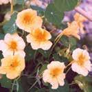 TROPAEOLUM majus lobbianum 0800553 Köynnöskrassi Moonlight Pehmeän vaniljankeltaiset, yksinkertaiset kukat ja vaaleanvihreät lehdet.