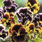 10-30 15 Y-M, 7-8 5-7 25 siem Exotic Garden uettelo 2018 VIOLA x wittrockiana 0800063 Tarhaorvokki Panola Blackberry Sundae F1 sekoitus