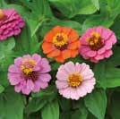 Exotic Garden luettelo 2018 Yksivuotiset kukat 0800 111 ZINNIA elegans 0800139 Isotsinnia, iso-oppineittenkukka Thumbelina Kesäkukka,