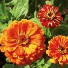 Erinomainen kasvi ruukkuun tai kukkalaatikkoon. ZINNIA elegans Isotsinnia Oriole 0800902 Kulttuuriperintö 1700-luvulta.