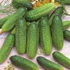 Exotic Garden luettelo 2018 Vihanneskasvit 0900 117 CUCUMIS sativus Avomaankurkku F1 Profi 5-6 8-9 14-16 taim.