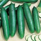 HInta 4,80 CUCUMIS sativus L.