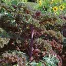 4-5 7-9 200-250 taim. HInta 1,40 Helppo kasvattaa CUCUMIS sativus 0902017 Kasvihuonekurkku Marketmore 76 LUOMU.