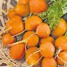 DAUCUS carota L 0905118 Kesäporkkana Pariser Markt Pieni, sievä, pyöreä porkkana, joka sopii mainiosti kasvatettavaksi ruukuissa tai matalassa viljelykehikossa.