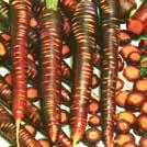 Maailman makein porkkana! 7-9 jm HInta 4,50 DAUCUS carota L Porkkana Berlicum 2 7-9 8-10 jm HInta 2,95 DAUCUS carota L.