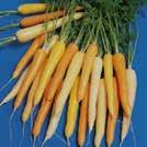 Tarkoitettu syötäväksi tuoreena tai pakastettavaksi ryöpättynä. Korjataan aikaisin. 6-9 8-10 jm HInta 1,40 DAUCUS carota L.