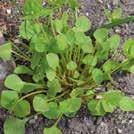 Exotic Garden luettelo 2018 Vihanneskasvit 0900 129 CLAYTONIA perfoliata 0906023 Salaattikleitonia talviportulakka Vitamiinipitoinen salaattikasvi,