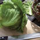 LACTUCA sativa Sidesalaatti Chartwell 0906077 Tätä salaattilajiketta kutsutaan myös roomansalaatiksi.