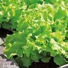 LACTUCA sativa L. Salaatti Baby Leaf mix 0906057 Ihana sekoitus eri salaattilajikkeita; saat valmiin sekasalaatin suoraan vihannesmaalta.