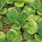 Voit korjata lehtiä keskenkasvuisina ( baby leaf ). Erittäin nopeakasvuinen. Ei ole herkkä kukkimaan. Viljelemisen arvoinen koko kauden koko maassa.