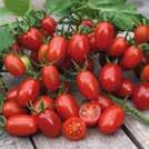 Hyvänmakuiset tomaatit ovat lyhyissä, tiiviissä tertuissa. Kasvihuoneeseen tai lämpimälle paikalle ulos.