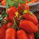 Tomaatit ovat halkaisijaltaan 7-9 cm ja niissä on suuret harjut. Varkaita ei tarvitse poistaa.