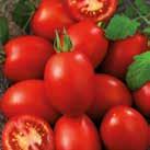Valtavasti pieniä, punaisia, luumun muotoisia tomaatteja. N.