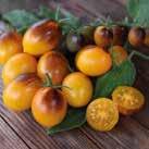 10 siem SOLANUM lycopersicum Tomaatti Brandywine 12 siem SOLANUM lycopersicum Tomaatti Red Pear SOLANUM lycopersicum Tomaatti Green Zebra 0907036