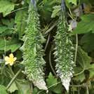 Käytetään baby leaf -salaattina tai salaattisekoituksissa. Isompia lehtiä käytetään sushissa tai koristeena. Mieto mintun ja basilikan aromi. Isot lehdet.
