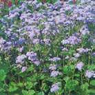 Exotic Garden luettelo 2018 Ikikukat 0200 13 AGERATUM houstonianum Sinitähtönen Dondo Blue 0200129 Korkea leikkoageratum. Tummansinisen kukinnot. Hieno kuivakukka.