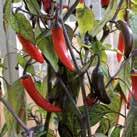 CAPSICUM annuum Chilipaprika Peter 10 siem 20-30 70 7-10 HInta 7,95 Exotic Garden luettelo 2018 0999002 Uutuus 2018. Penispaprika. Vihreät lehdet ja valkoiset kukat.