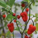 HInta 4,50 CAPSICUM chinense 0999135 Havannapaprika Habanero Caribbean Red Hehkuvan limenvihreät, 3 5 cm pitkät hedelmät muuttuvat kypsyessään verenpunaisiksi.