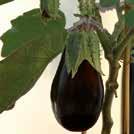 Viljelyvarma lajike, jolla on isot, soikeat, lilaan vivahtavan mustat hedelmät. Käytetään musakassa ja muissa kasvisruuissa.
