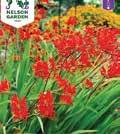 156 Kukkasipulit 1100 Exotic Garden luettelo 2018 CROCOSMIA Ruostekukka Lucifer 60 4-5 7-10 107 kpl 8/10 1100047 Uutuus 2018.