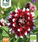 Monilajiseen kukkapenkkiin hyvään puutarhamultaan. Todella hieno kukkakimpussa. DAHLIA x pinnata 1100042 Koristedaalia Catching Fire Uutuus 2018.